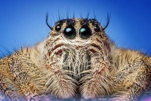 Macro Jumping Spider Insect Cute Eyes Spider