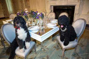 Obama family pets Bo, left, and Sunny sit at a table in the State Dining Room of the White House, Feb. 10, 2014. The table settings will be used at the State Dinner for President Franois Hollande of France. (Official White House Photo by Lawrence Jackson) This official White House photograph is being made available only for publication by news organizations and/or for personal use printing by the subject(s) of the photograph. The photograph may not be manipulated in any way and may not be used in commercial or political materials, advertisements, emails, products, promotions that in any way suggests approval or endorsement of the President, the First Family, or the White House.
