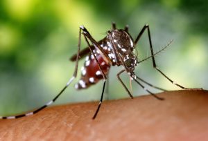 Female aedes albopictus mosquito insect close up detailed macro