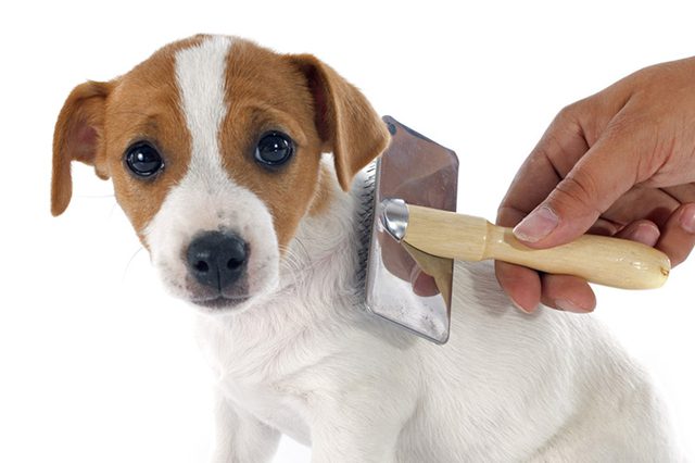 Brush Your Dog Regularly To Help Keep Your Furniture Clean